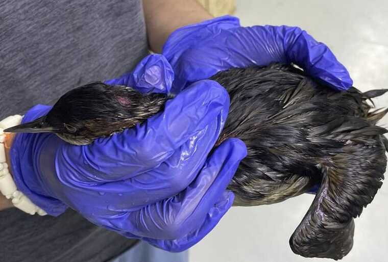 Волонтеры фиксируют химические ожоги у птиц после экологической катастрофы