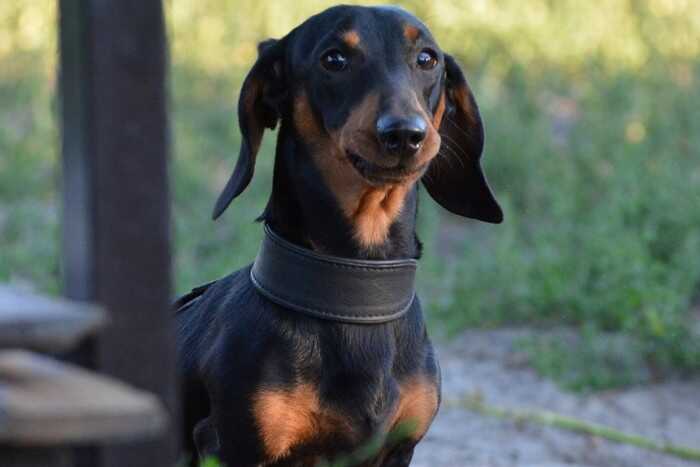 В Башкирии мужчина избил таксу, которая укусила его за ногу