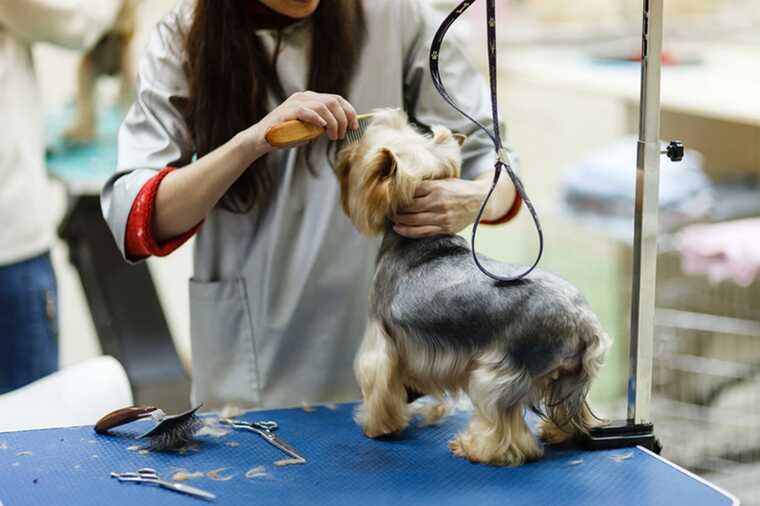В Котельниках собаку из салона груминга забрали с резаными ранами и травмами