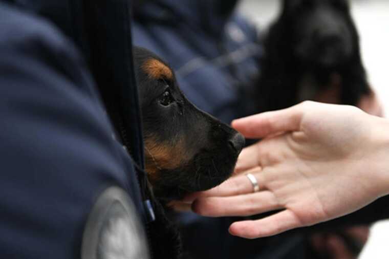 Начальник охраны МГЮА Сергей Толчев провёл неожиданный досмотр студентов с собакой