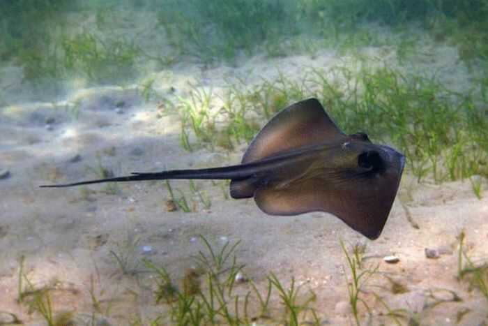 Ядовитый шип ската едва не стал смертельным для женщины из Подмосковья