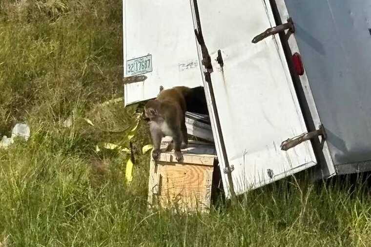 В США после ДТП сбежали лабораторные макаки с опасными вирусами