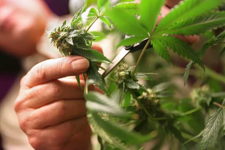 Исторический сдвиг в США: марихуана опережает сигареты по популярности